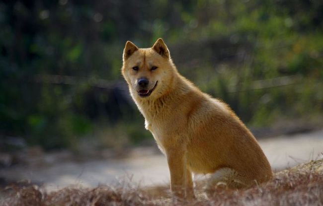 狗狗自咬症，了解、预防与治疗方法